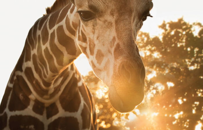 Giraffe Canon print ad | Simon Harsent - photographer